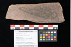 Foto (Objekt + Etikett) von Quercus palaeoilex Ettingshausen (NHMW-GEO-2024-0188-0791)